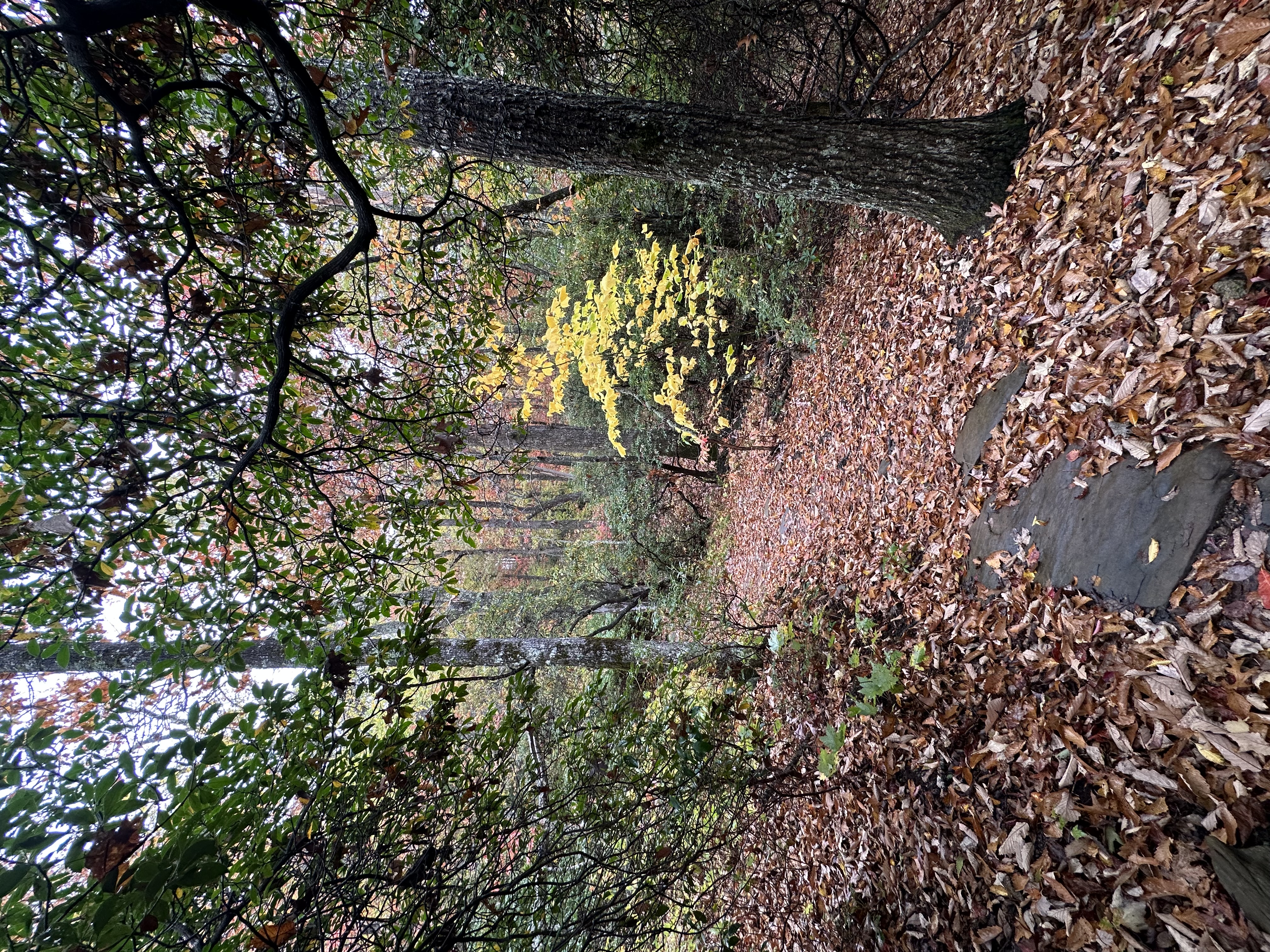 Trail disappearing into forest light, Pisgah National Forest